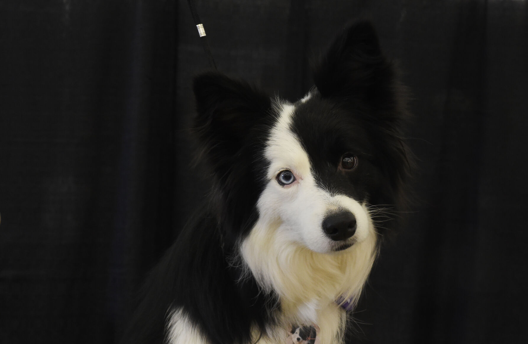 042521-news-pets 04.JPG
